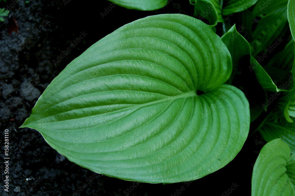 Obraz premium Green leaf of garden plant Hosta.