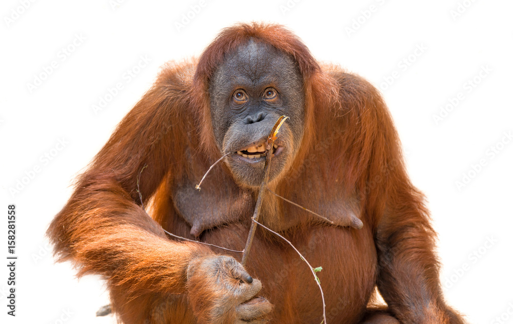 Eating asian orangutan isolated at white background Eating asian orangutan isolated at white background