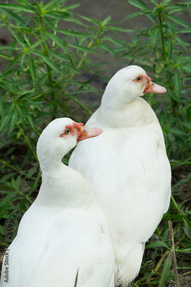 two of white muscovy duck at riverbank of nature canal two of white muscovy duck at riverbank of nature canal