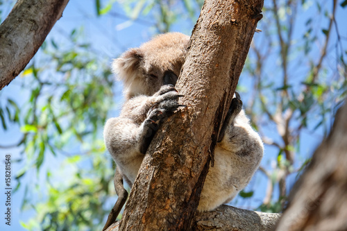 Photography Australian koala between the branches of an eucalyptus tree
