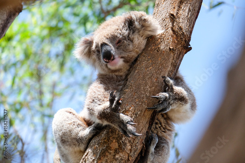 Sticker Australian koala between the branches of an eucalyptus tree