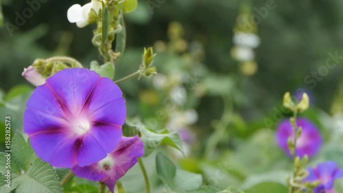 morning glory in lush wild leaves.agriculture farmland at rural. photo