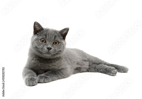 gray kitten isolated on white background