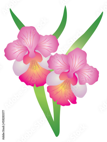 Singapore Orchid Vanda Miss Joaquim Illustration