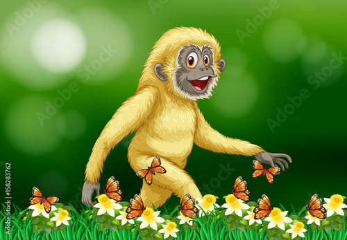 Gibbon and butterflies in garden
