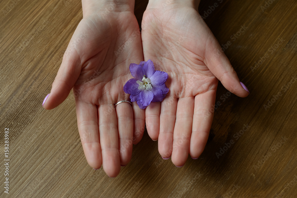 violet flower in hands violet flower in hands