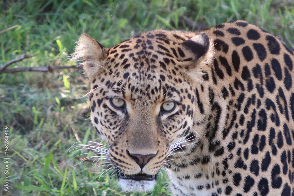Leopard Leopard