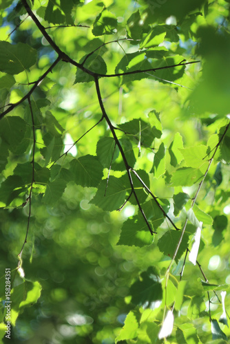 Birch tree