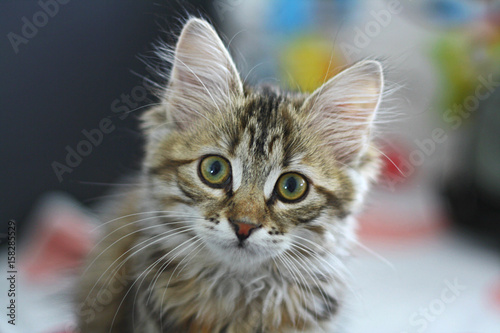 Slika na platnu Cute Finnish shorthair kitten plays