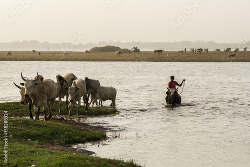 Daily activities on the river Banks, Niger River, Mali photo