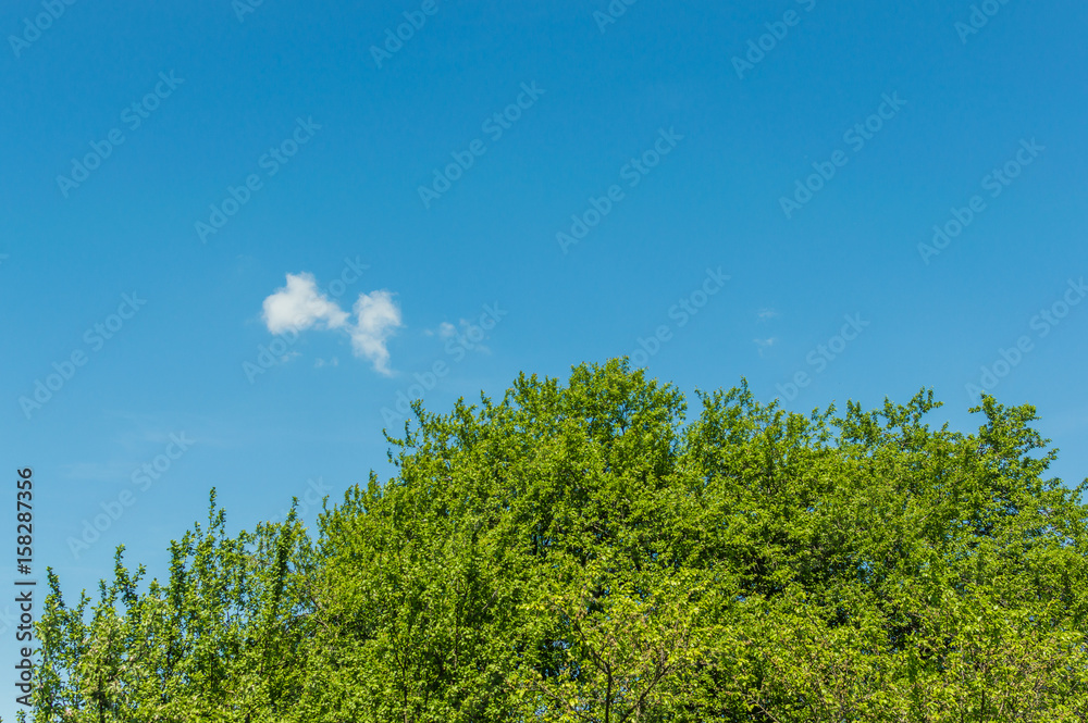 blue sky cloud and tree