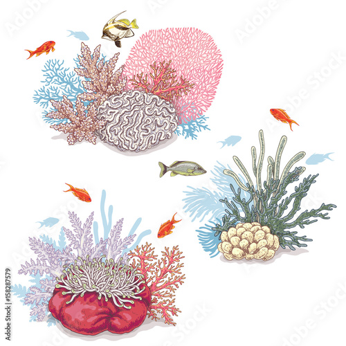 Corals and Swimming Fishes