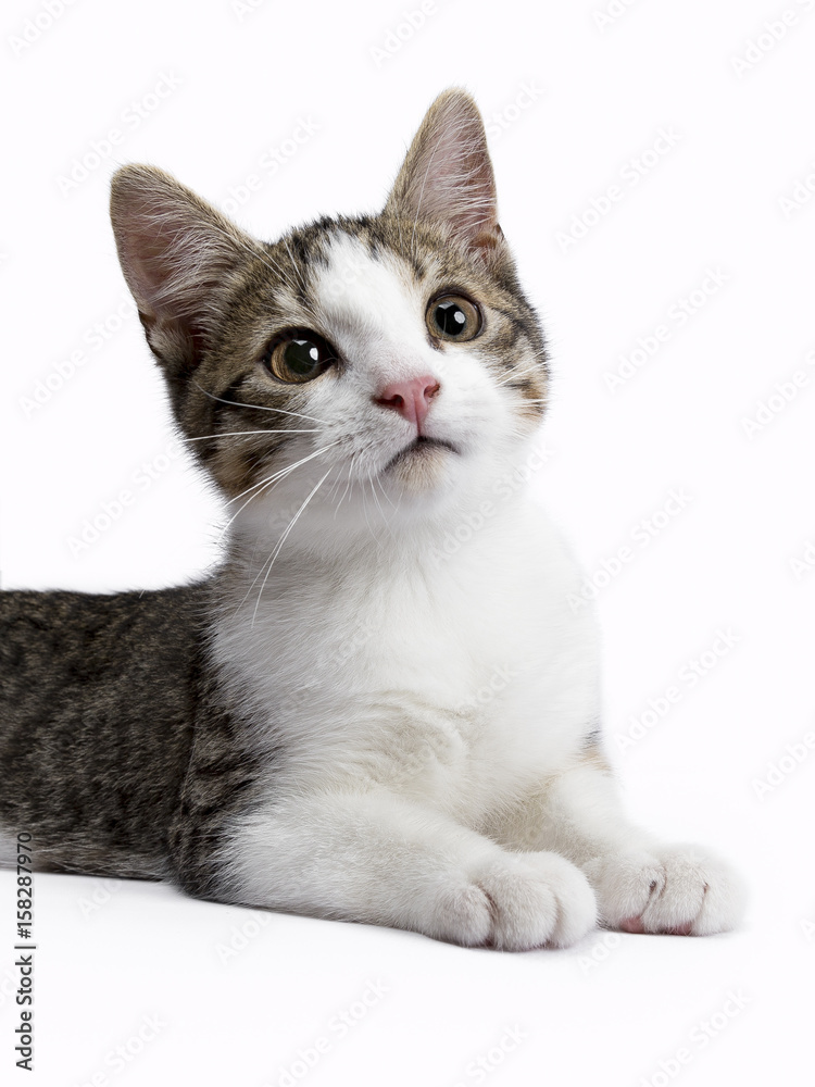 portrait kitten on white background