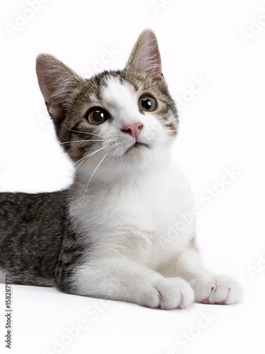 portrait kitten on white background © Nynke