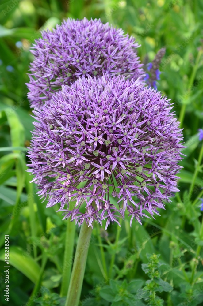 Kugellauch Zierlauch blüht lila im Garten Allium Aflatunense Stock