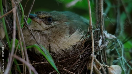 close up to a Streak-eared Bubul bird resting on the nest photo