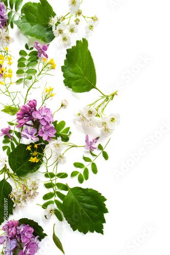 Flowers of hawthorn and lilacs scattered on one side on a white background..