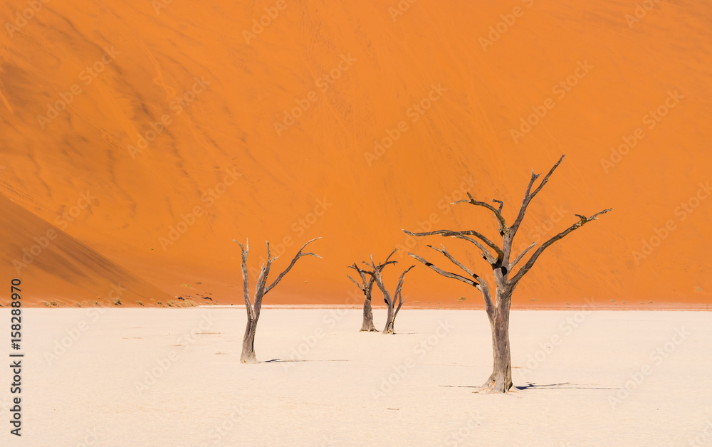 Dead Camelthorn Trees in Dead Vlei, Namibia Dead Camelthorn Trees in Dead Vlei, Namibia