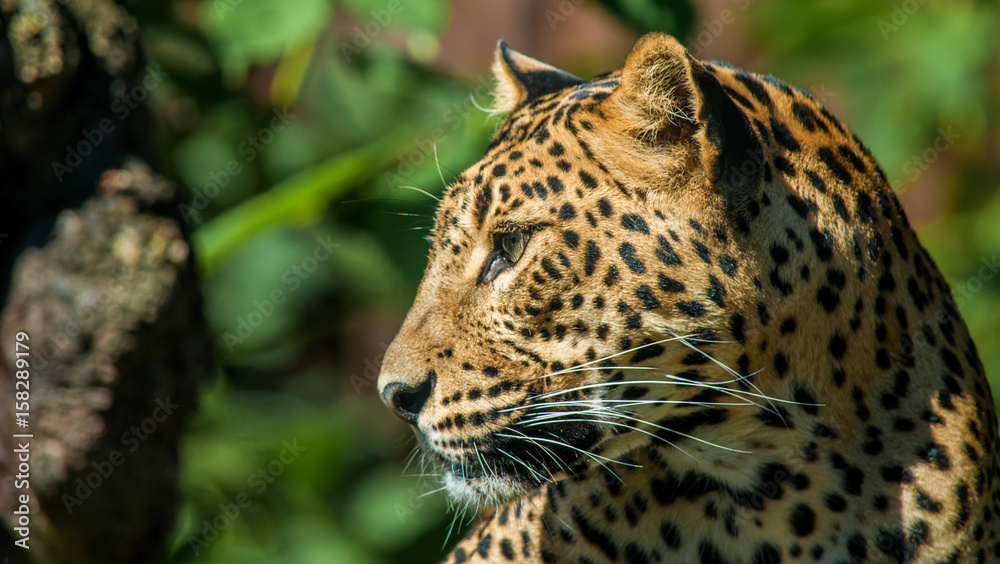 Naklejka premium Leopard encounters