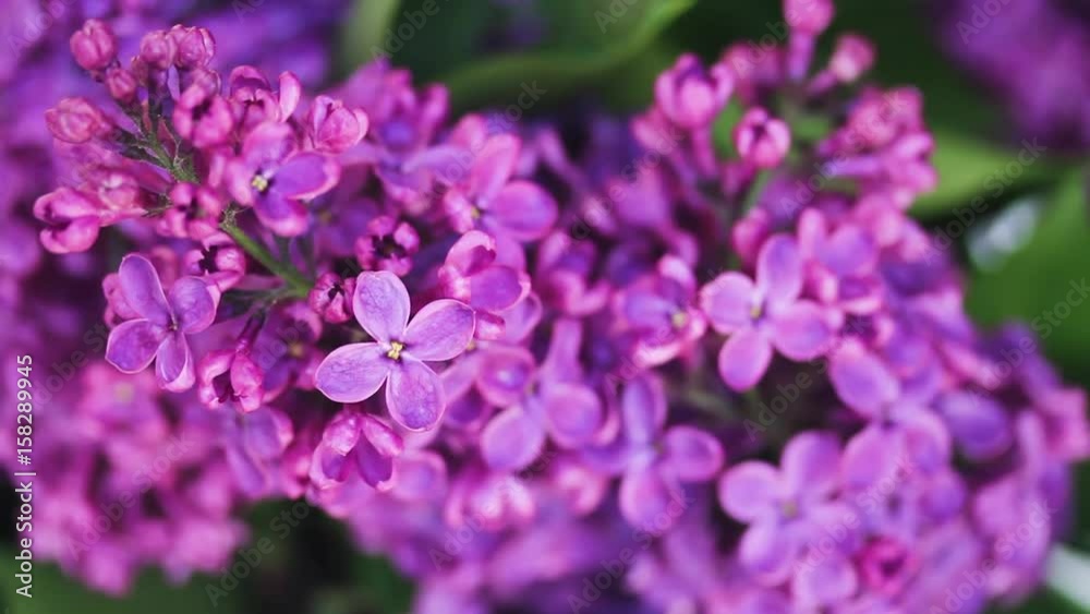 Lilac fresh flowers twig moving on wind, close up view Lilac fresh flowers twig moving on wind, close up view