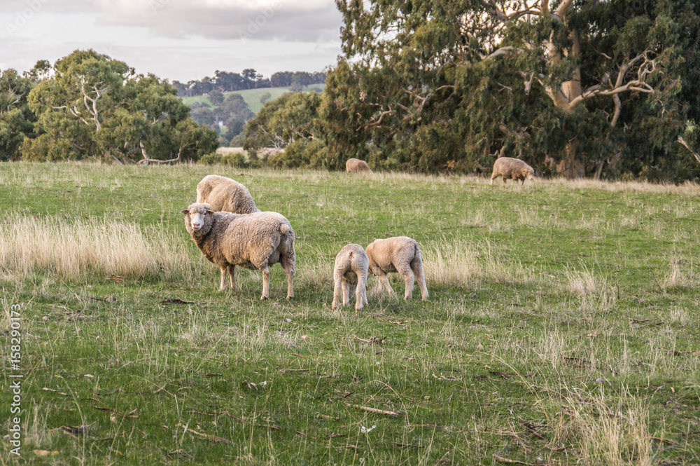 Sheep grazing on rural South Australian farmland pasture Sheep grazing on rural South Australian farmland pasture