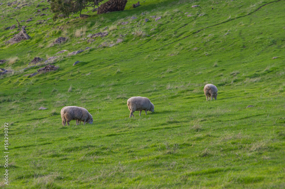 Fototapeta premium Sheep grazing on rural South Australian farmland pasture