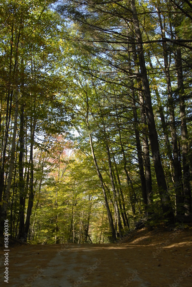 Narrow road in New Hampshire woods