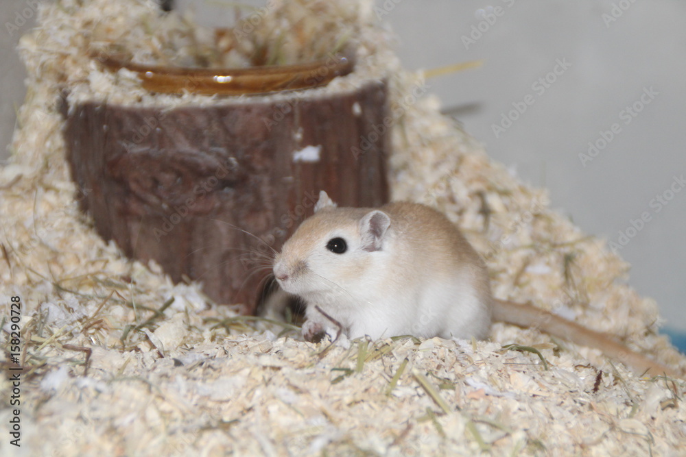 Maus Rennmaus Gerbil Mouse Mice Maus Rennmaus Gerbil Mouse Mice