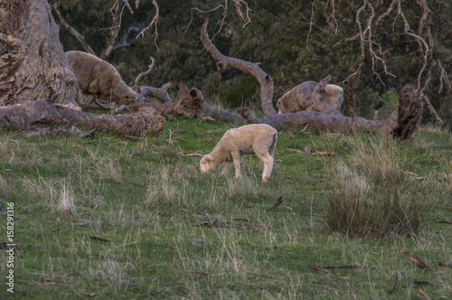 Sheep grazing on rural South Australian farmland pasture