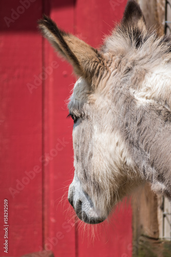 white donkey in front of red wall