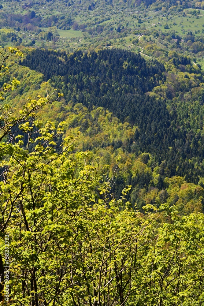 Obraz premium Schwarzwald, Wälder und Wald von oben aus der Vogelperspektive. Forstwirtschaft und Aufforstung. 