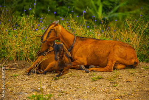 Beautiful summer landscape with a goat and kid photo