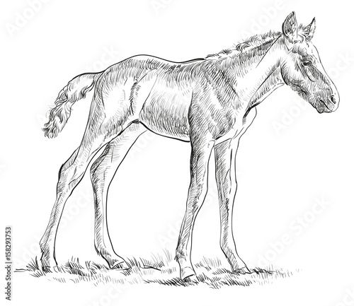 Foal vector hand drawing illustration