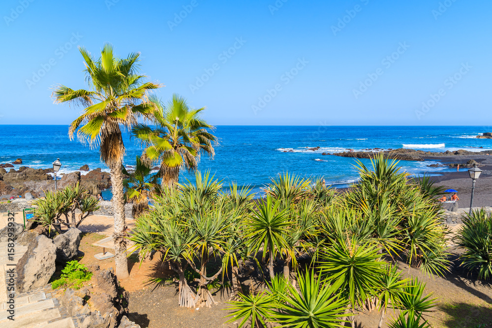 Tropical plants on coastal promenade in Punta Brava near Puerto de la Cruz town, Tenerife, Canary Islands, Spain