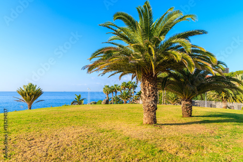 Palm trees in Costa Adeje town park, Tenerife, Canary Islands, Spain