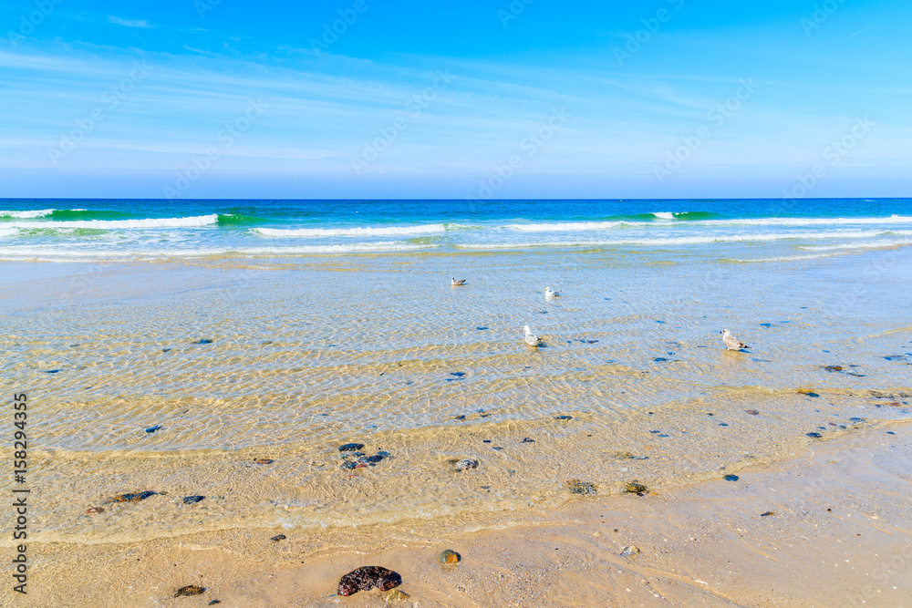 Seagulls in water on Kampen beach, Sylt island, North Sea, Germany
