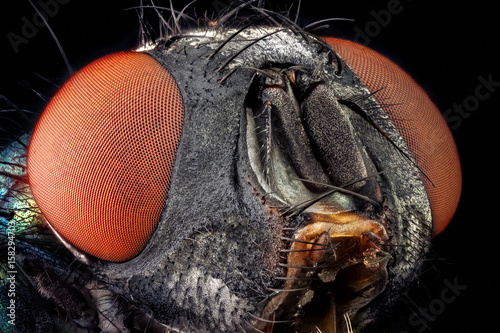 Portrait of a common green bottle fly magnified through a microscope objective