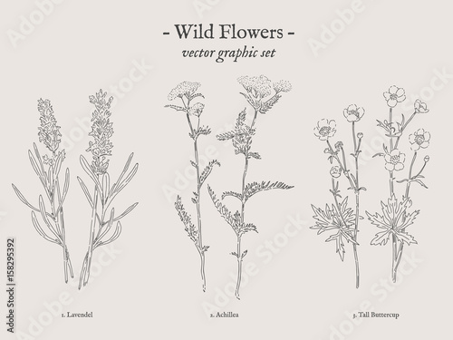 Wild flowers, Lavendel, Achillea, Tall Buttercup retro drawings collection