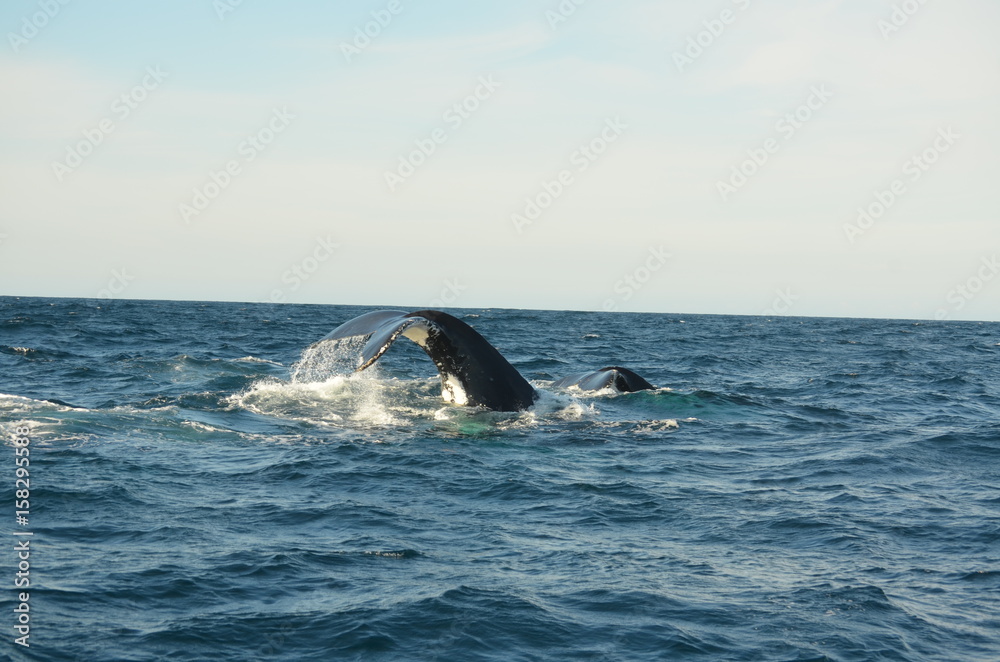 Naklejka premium Wal