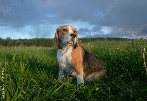 the Beagle for a walk on a summer evening