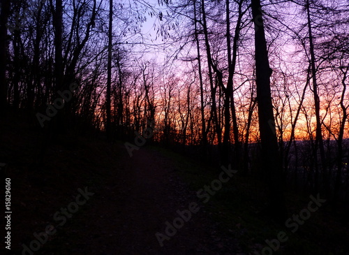 Photo of a colourful sky partially covered by trees