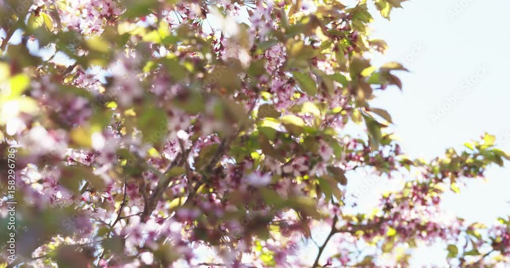 focus pull shot of sakura in bloom in sunny spring day, 4k 60fps prores footage focus pull shot of sakura in bloom in sunny spring day, 4k 60fps prores footage