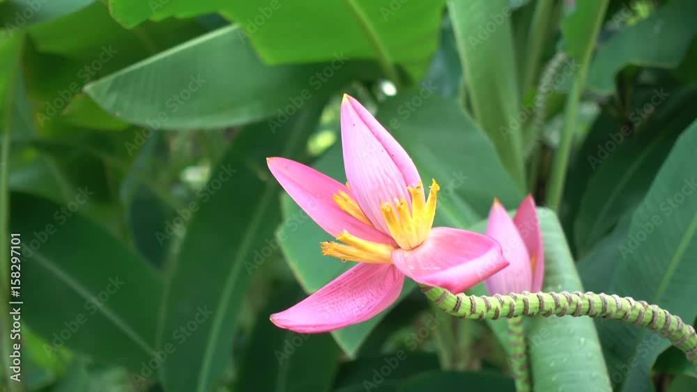 4K Pink banana Blossom in the garden 4K Pink banana Blossom in the garden