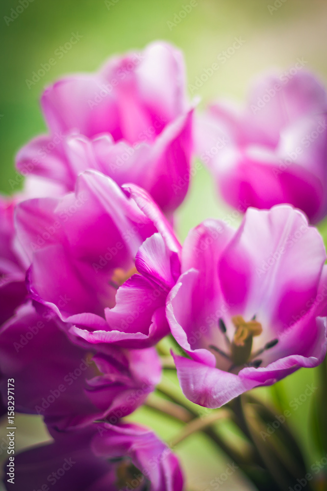 Pink tulips close-up