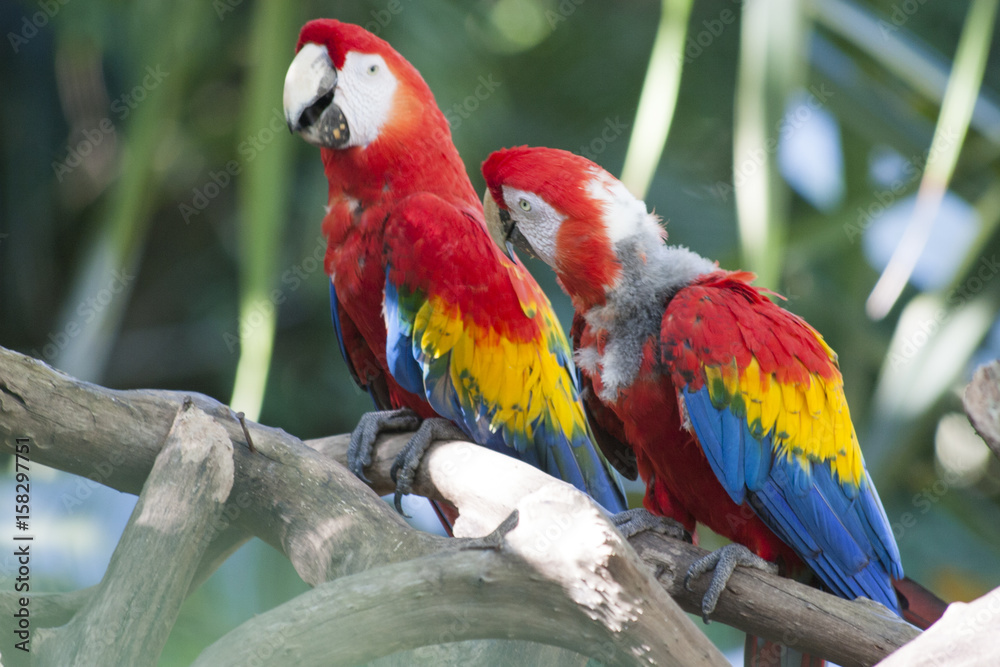 Obraz premium Beautiful Macaw Parrot, Guacamaya, Ara ararauna portrait in the wild, Yumka Park, Mexico, Tabasco, Villahermosa.