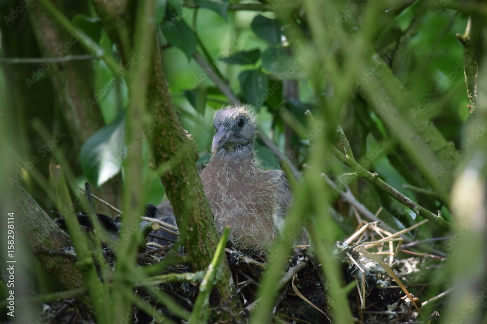 Taubenjunges als Kücken im Nest