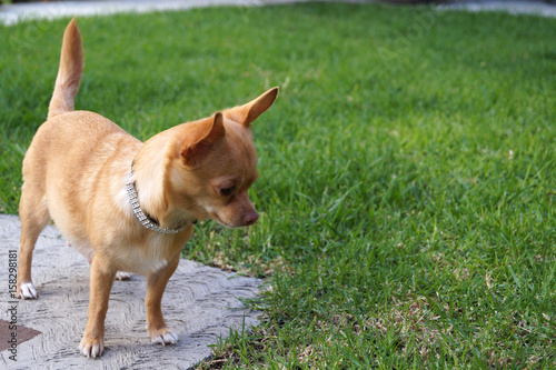 Perro atento jardín