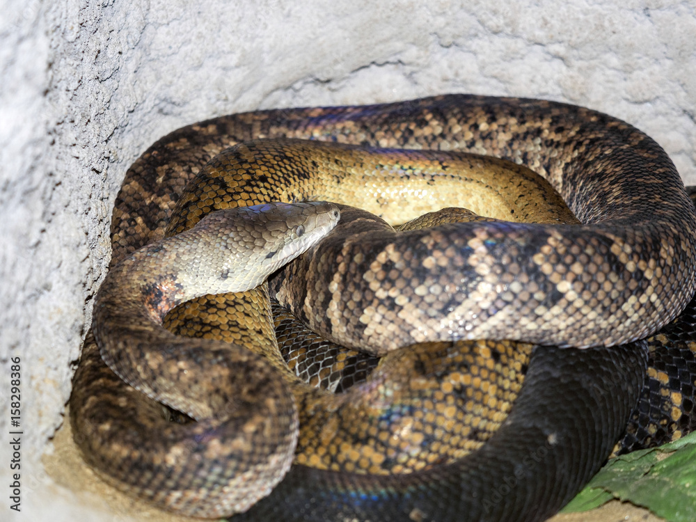 Jamaican boa, Epicrates subflavus, is an endemic jamajka Jamaican boa, Epicrates subflavus, is an endemic jamajka
