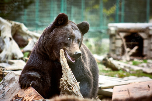 Eurasian brown bear (Ursus arctos arctos), also known as the European brown bear. photo