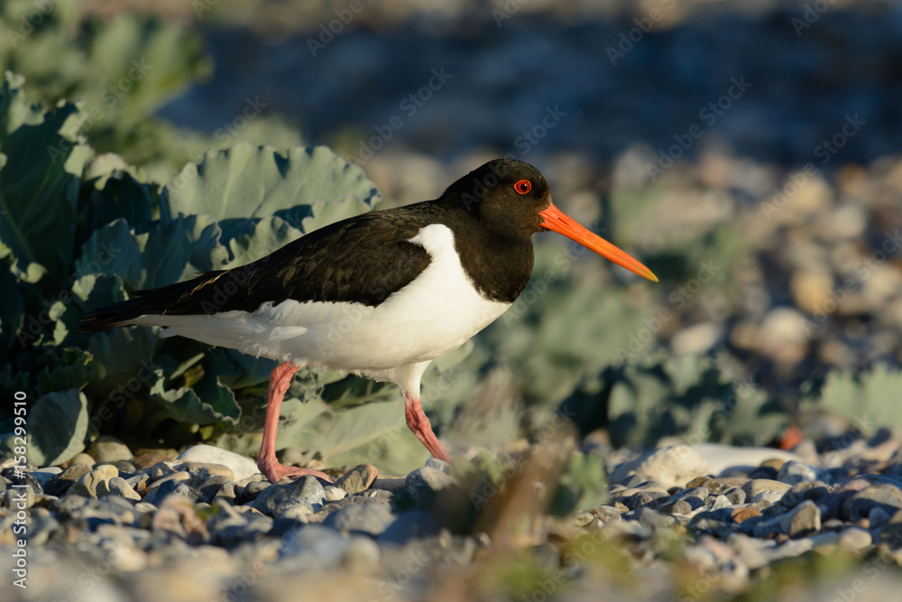 Austernfischer im Brutrevier am Strand - im Abendlicht